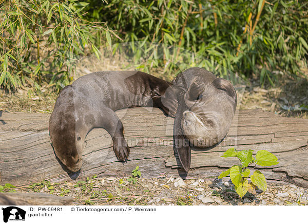 Riesenotter / giant otter / PW-09481