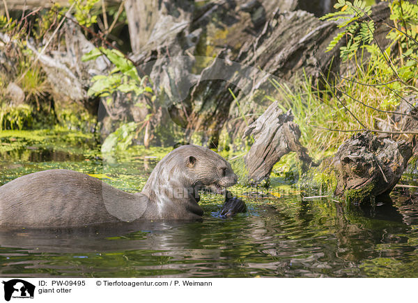 Riesenotter / giant otter / PW-09495