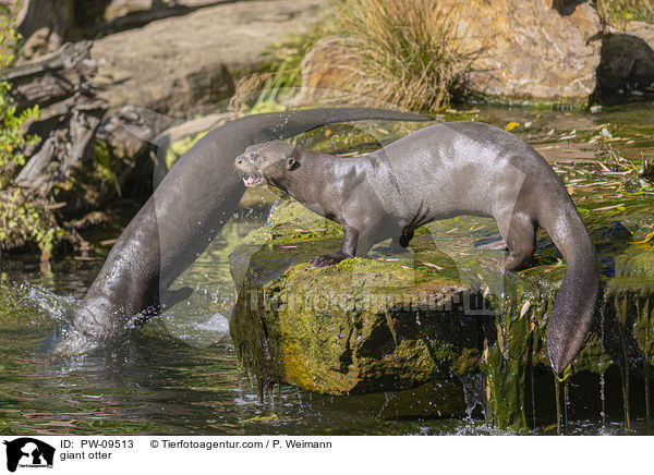Riesenotter / giant otter / PW-09513