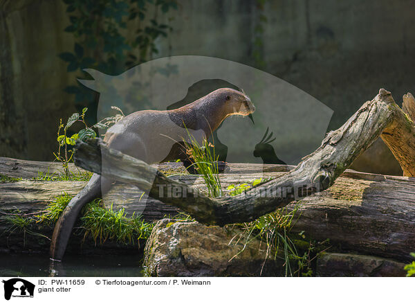Riesenotter / giant otter / PW-11659