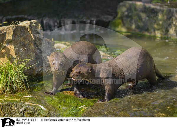 Riesenotter / giant otter / PW-11665