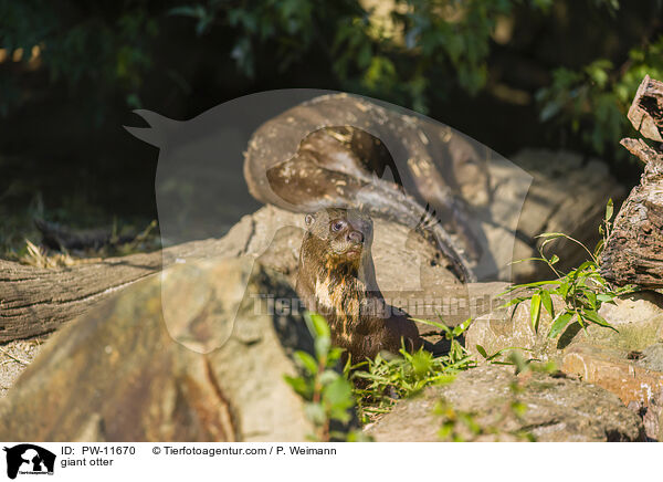 Riesenotter / giant otter / PW-11670