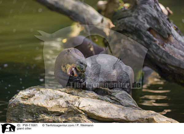 Riesenotter / giant otter / PW-11681