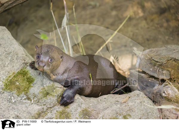 Riesenotter / giant otter / PW-11689