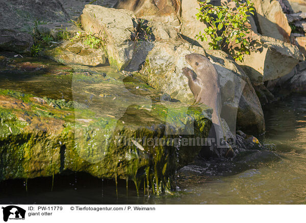 Riesenotter / giant otter / PW-11779