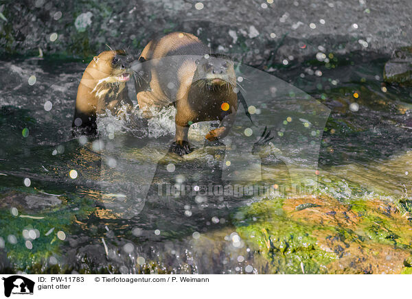 Riesenotter / giant otter / PW-11783