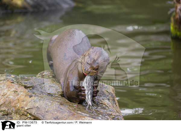 Riesenotter / giant otter / PW-13675