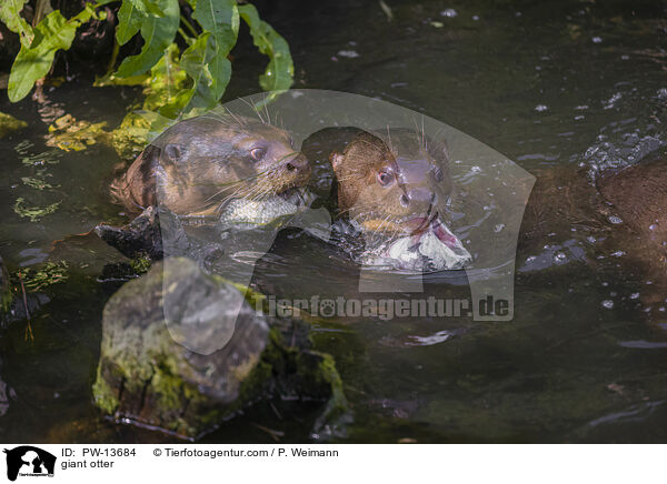 Riesenotter / giant otter / PW-13684