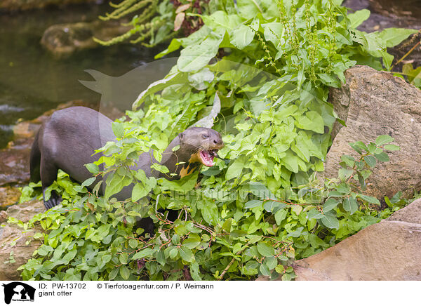 Riesenotter / giant otter / PW-13702