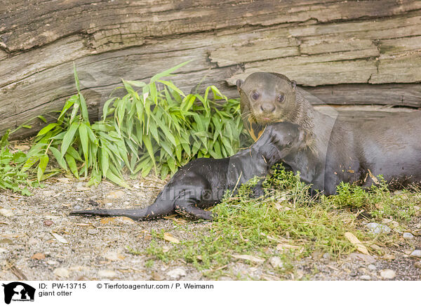 Riesenotter / giant otter / PW-13715