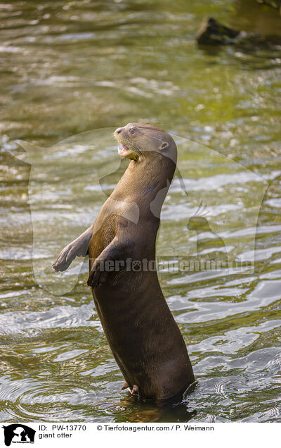 Riesenotter / giant otter / PW-13770