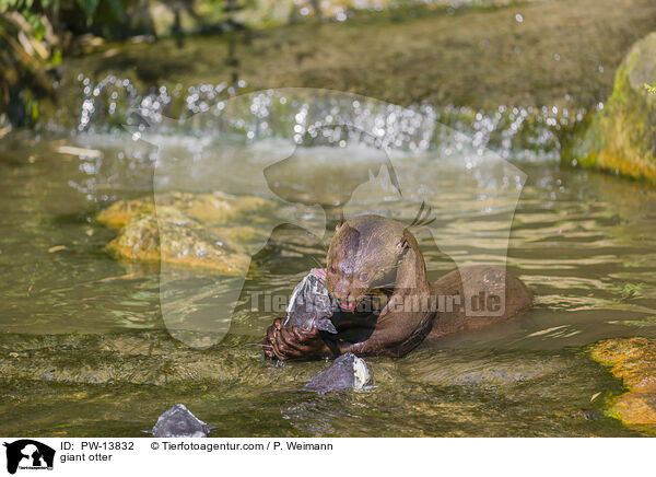 Riesenotter / giant otter / PW-13832