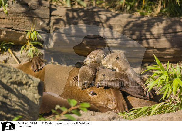 Riesenotter / giant otter / PW-13874