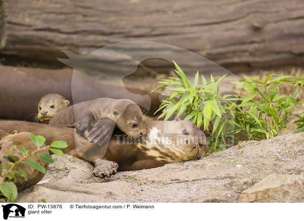 Riesenotter / giant otter / PW-13876