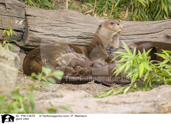 Riesenotter / giant otter / PW-13878