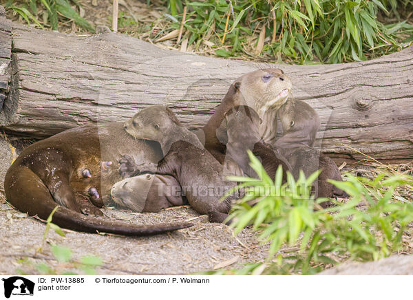 Riesenotter / giant otter / PW-13885