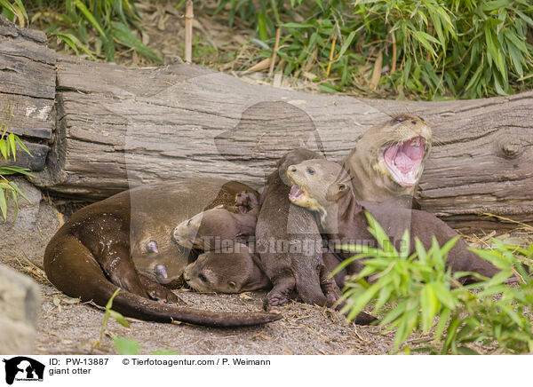 Riesenotter / giant otter / PW-13887