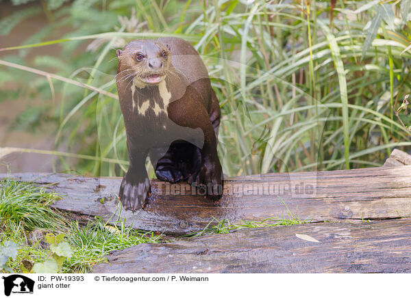 Riesenotter / giant otter / PW-19393