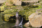 giant otter