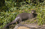 giant otter