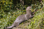 giant otter