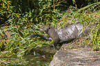 giant otter
