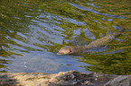 giant otter