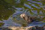 giant otter