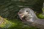 giant otter