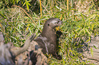 giant otter