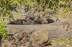 giant otter