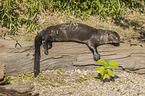 giant otter