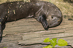 giant otter