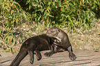 giant otter