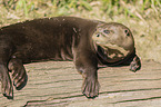 giant otter