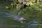 giant otter