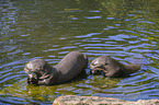 giant otter