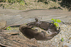 giant otter