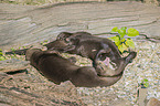 giant otter