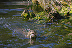 giant otter