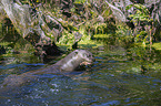 giant otter