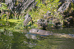 giant otter