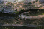 giant otter