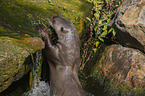 giant otter