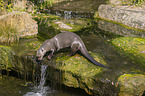 giant otter