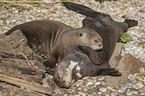 giant otter