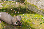 giant otter