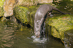 giant otter