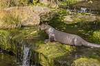 giant otter
