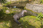 giant otter